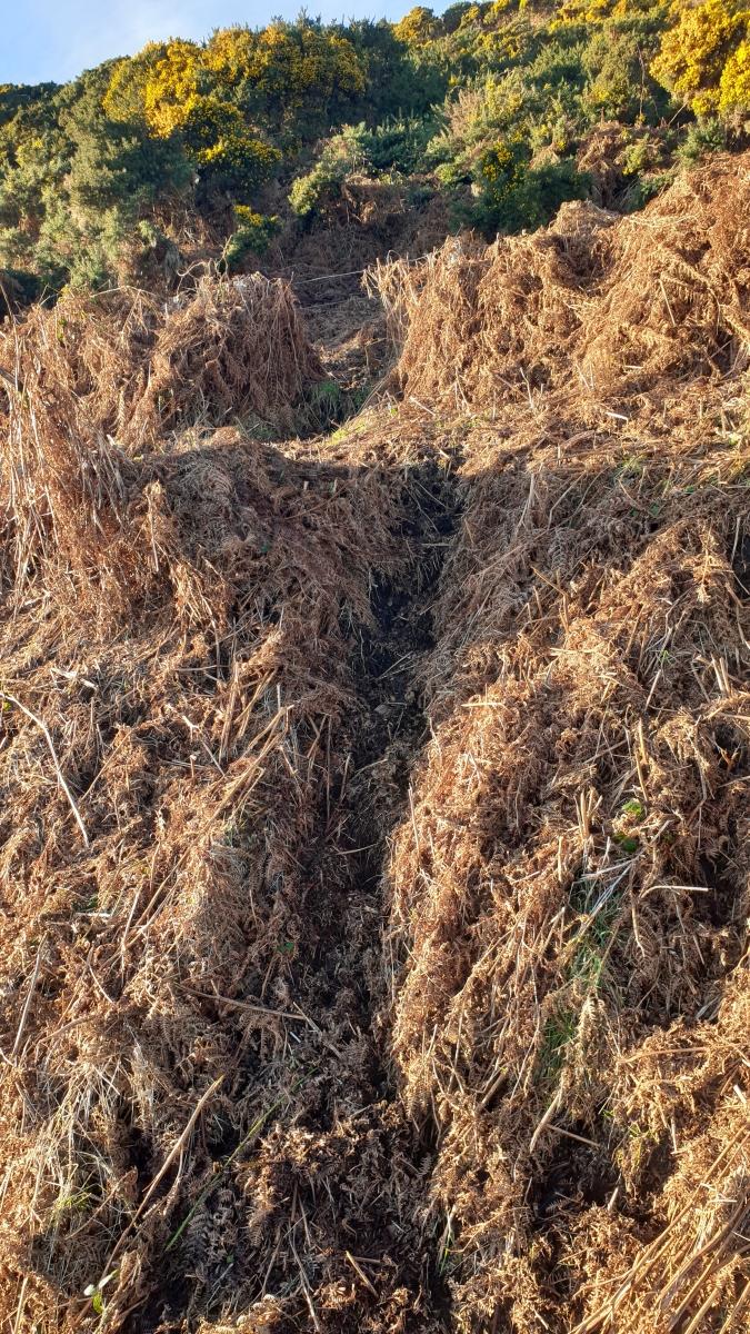 Close-up of a well-used animal track leading through dead bracken vegetation on an embankment at the A9 northbound roadside. 