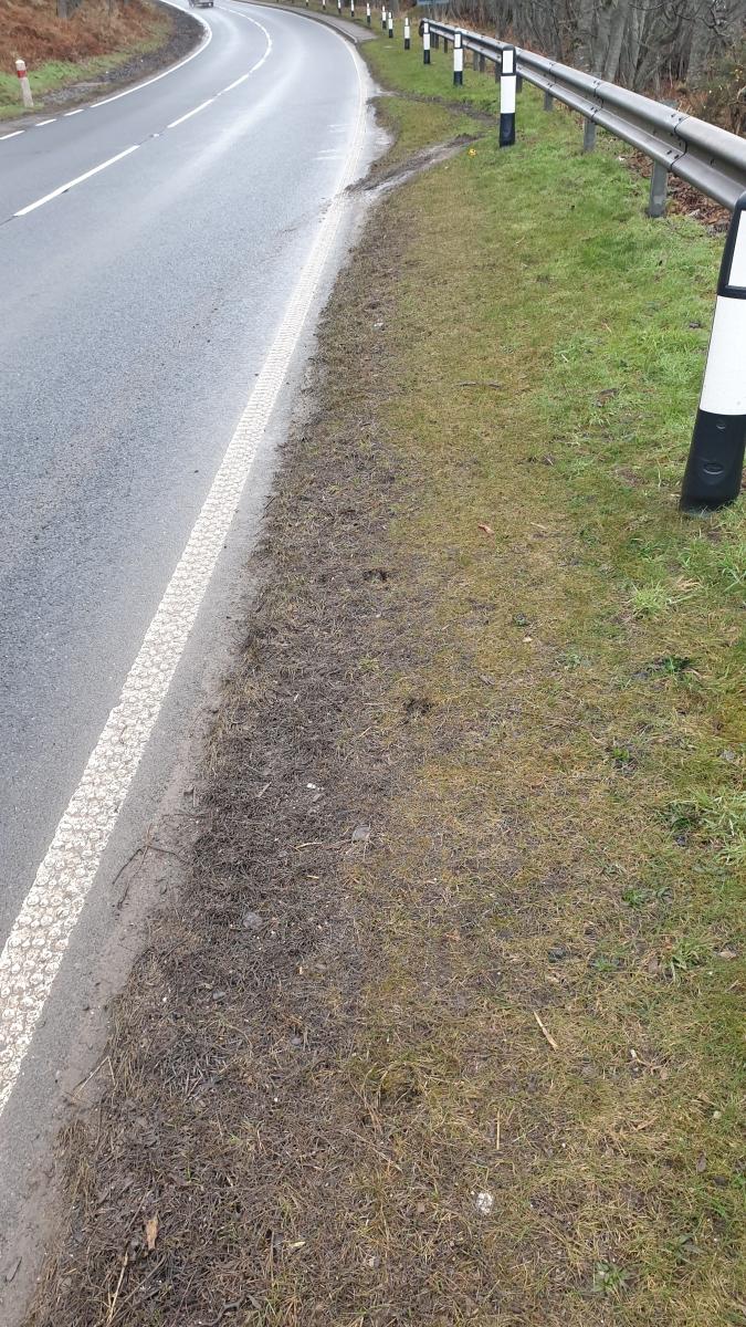 Deer slots (hoof prints) within 0.5 m. of the carriageway along a narrow mud and grass verge. 