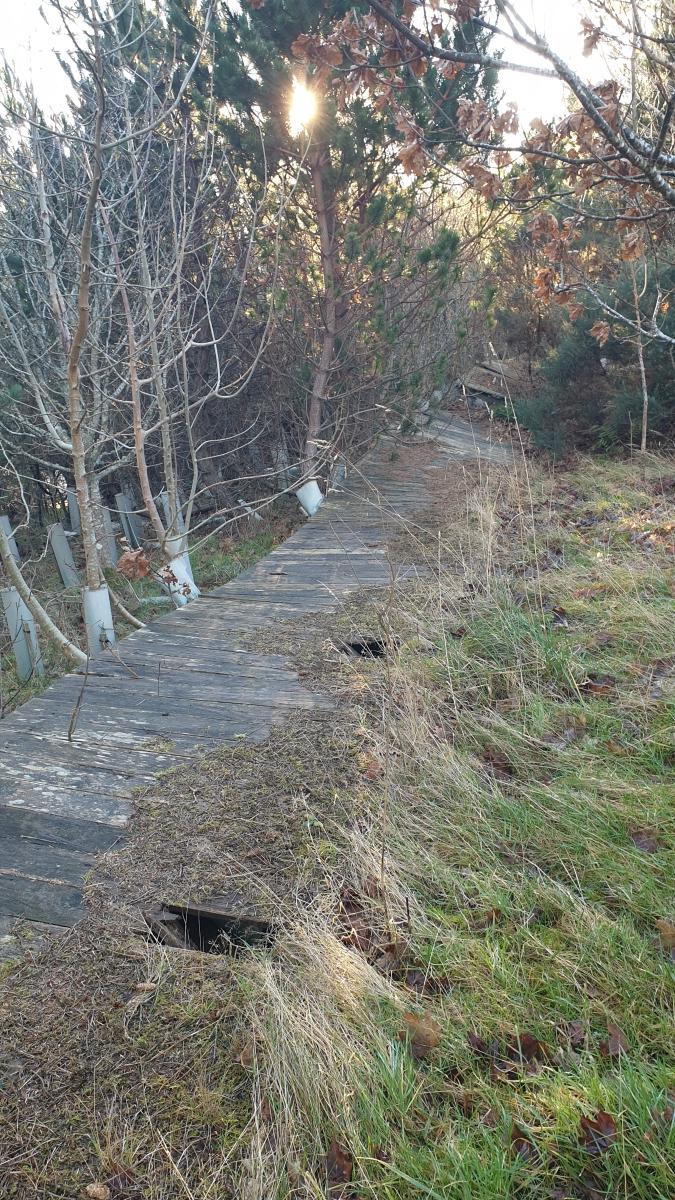 A collapsed, derelict wooden-panelling fence lying flat on the ground, leading through plantation woodland. 
