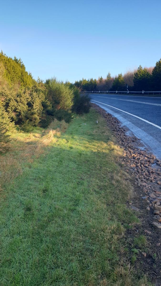 The A9 road with scrub encroaching onto an otherwise grassy verge, obscuring forward visibilty for drivers entering a bend in the road.