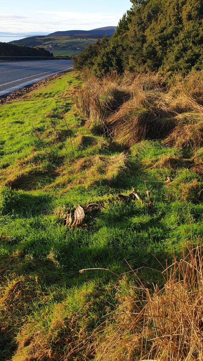 Skeletal remains of a deer on a grassy road verge. Located within 100 m. north of previous image. 