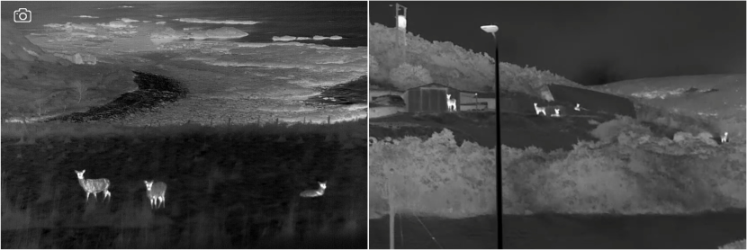 Two sample thermal images of deer seen during night survey at A9.