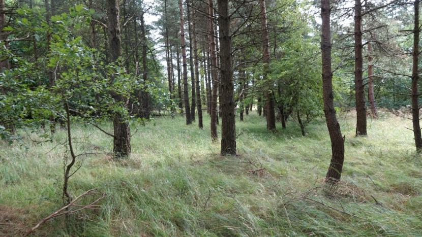 Mixed woodland with sparse canopy and mainly grassy ground vegetation.