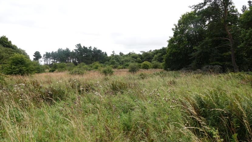 Diverse mix of high bracken, herbs, grass and scrub woodland with taller trees in the distance.