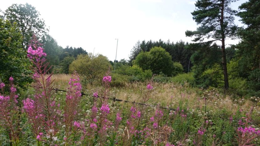 Very diverse mix of flowering herbs, thistles, high grass and scrub woodland inside and outside a post and rail highway boundary fence.