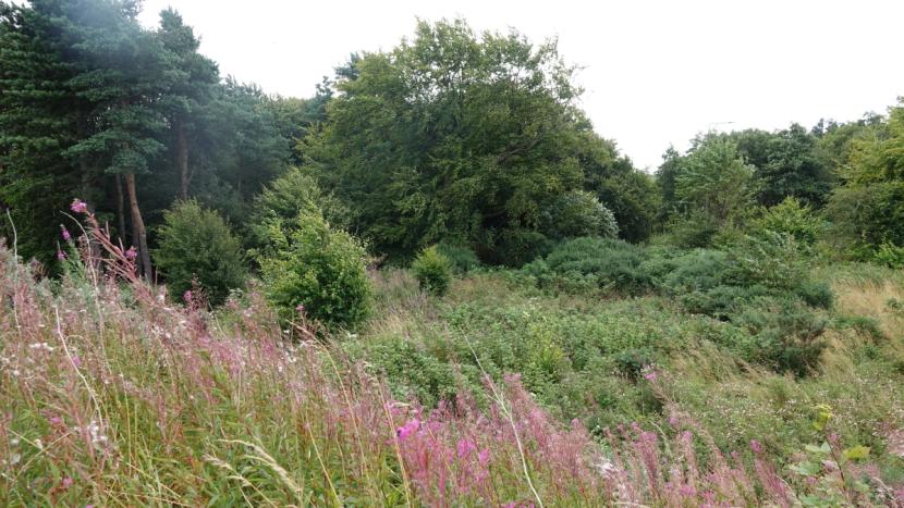 An open area with a diverse mix of tall flowering herbs, grasses and scrub woodland at variable heights, surrounded by more mature mixed woodland.