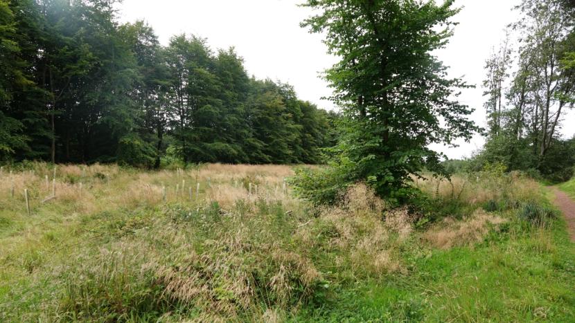 An open area of mainly rough grassland and tree planting in tubes, with mature woodland to either side. 