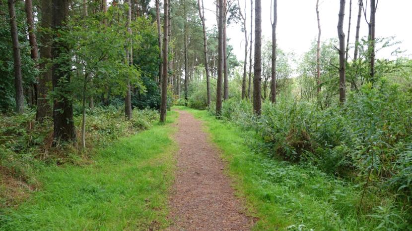 A natural surface footpath through a mature mixed woodland with tall understorey vegetation.