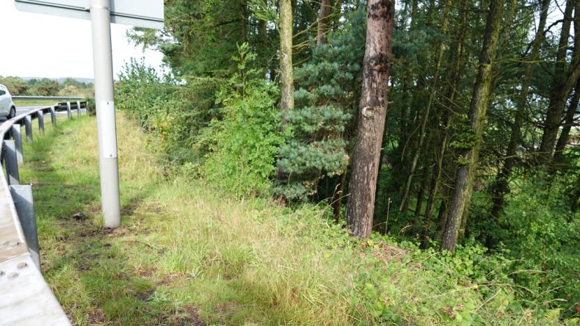 Woodland and scrub vegetation inside a road safety barrier.