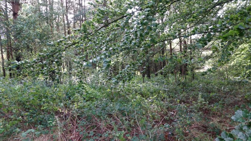 Dense ground vegetation of bramble beneath woodland canopy. 