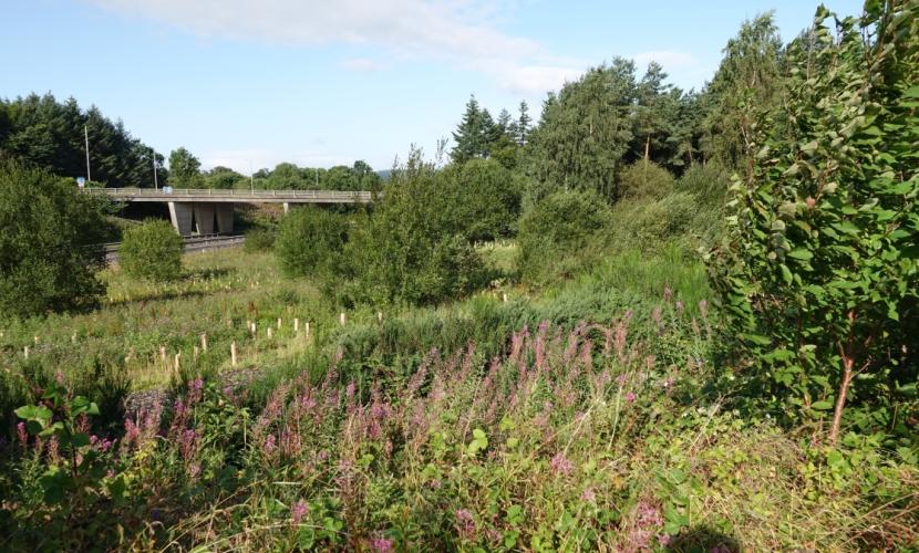 Diverse mix of high grass, herbs, new tree planting in tubes, and scrub woodland. 