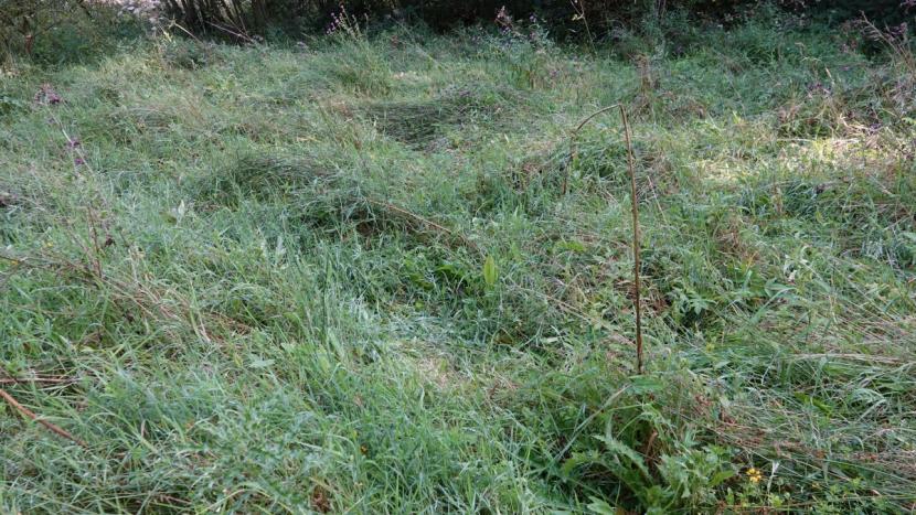 Depressions in high grass indicative of where deer have been lying.