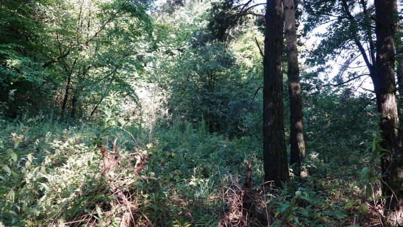 Dense understorey vegetation at varied height beneath taller trees.