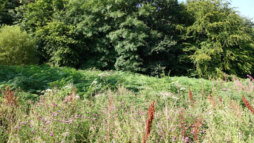 Bracken, herbs and grasses to heights exceeding one metre at edge of woodland.