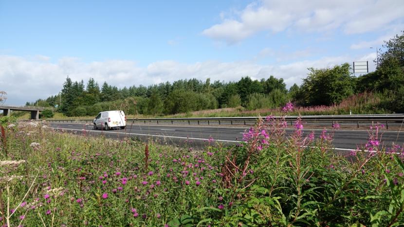 M9 motorway showing herb and shrub vegetation in summer along verges. 