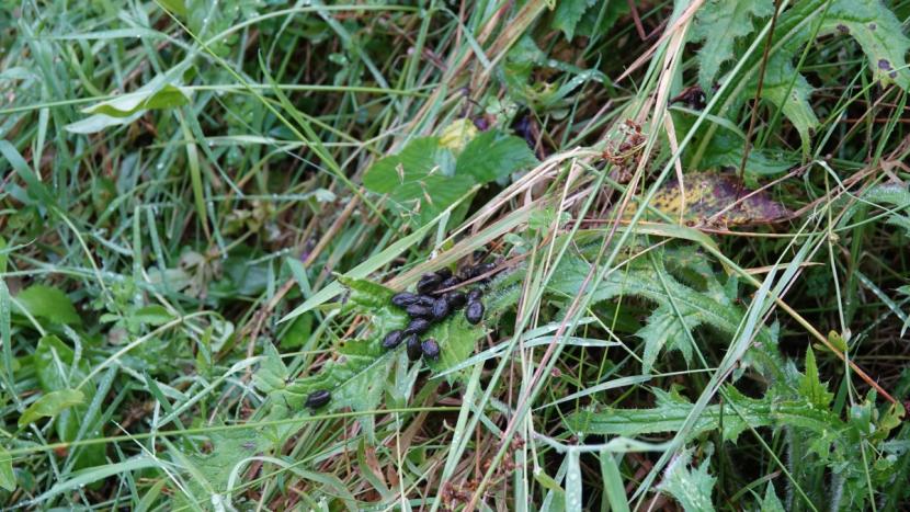 Roe deer dung pellets on leaves of grass and herb ground vegetation.