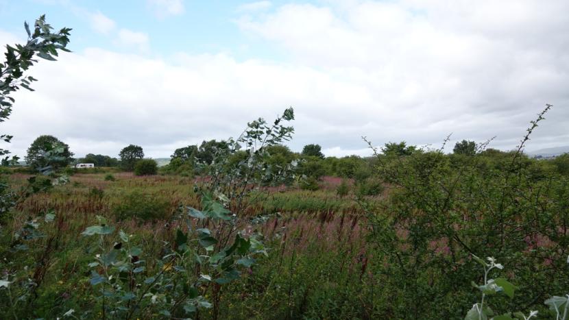 Diverse mix of high grassland, herbs and shrubs, and patches developing into woodland.