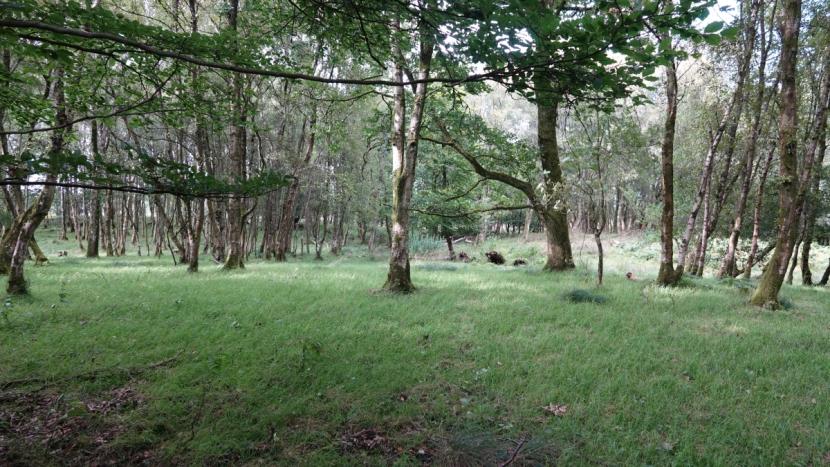 Mixed woodland with sparse canopy and pasture-like ground vegetation. 