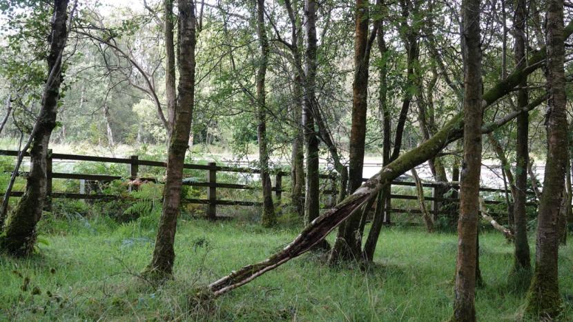 Woodland with grassy ground vegetation close to wooden post-and-rail motorway boundary fencing, and verge vegetation and motorway on other side of the fence. 