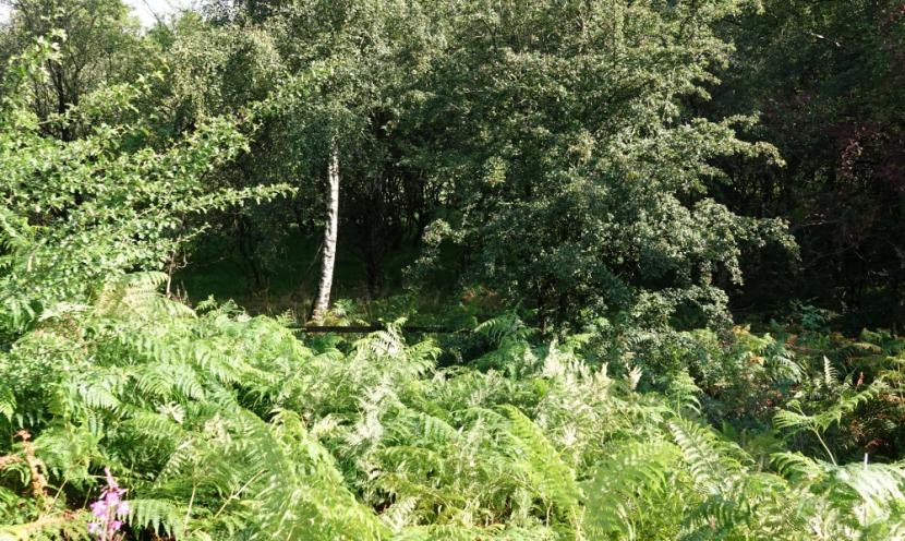 High bracken and shrub growth between slip road and highway boundary fencing, turning into taller woodland outside of fence.