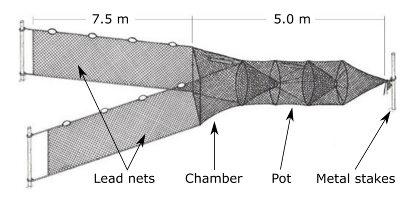Diagram of a fyke net secured to the seabed with stakes with the main features of the net labelled.