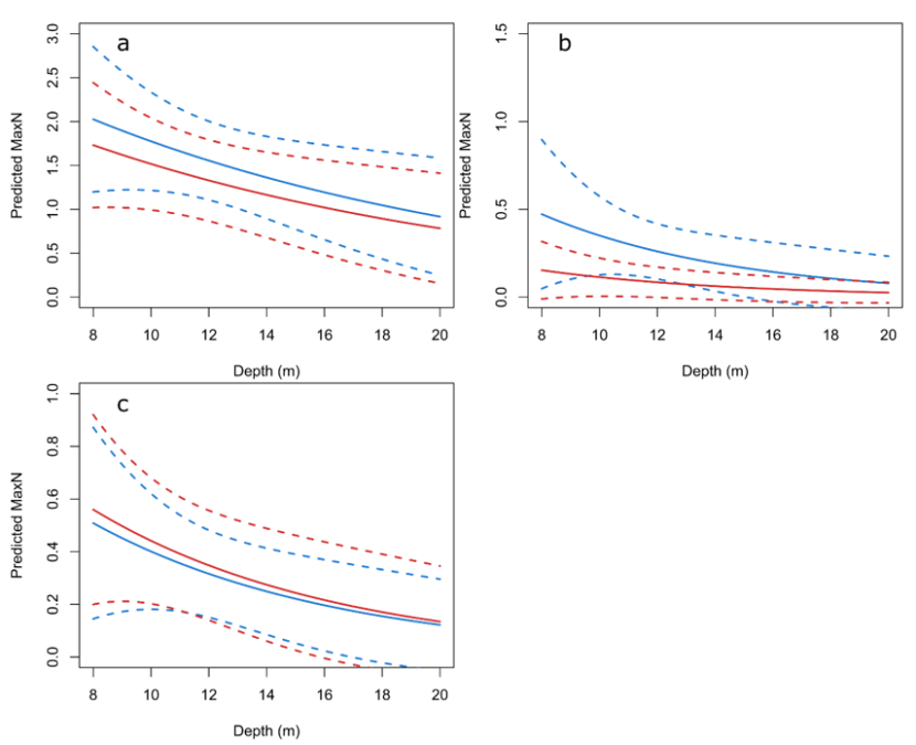 Line plots showing the change in predicted maxN with depth on algae/boulder/cobble substratum for goldsinny, ballan and cuckoo wrasse. Comparisons between 2013 and 2018 predictions are shown.