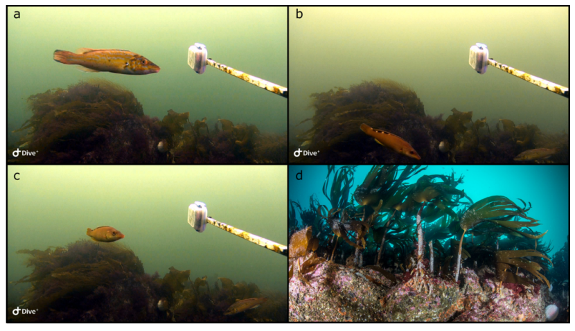 Three stills from SBRUV footage show cuckoo wrasse approaching the bait. A photograph from St Kilda shows boulders covered with kelp.
