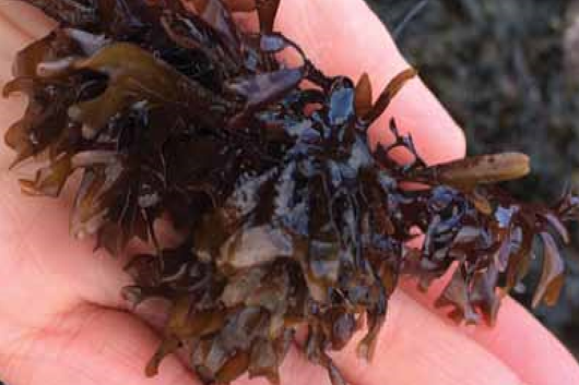 Carrageen