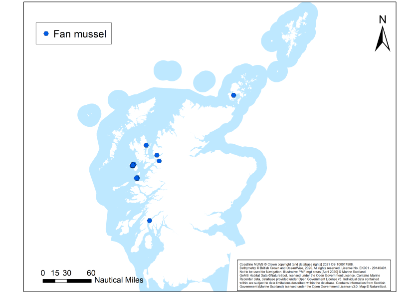A map showing an overview of fan mussel records off Scotland's coast.
