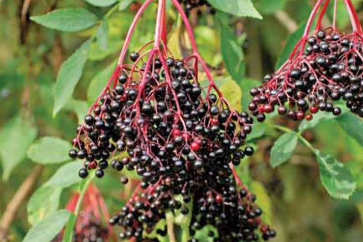 Elder