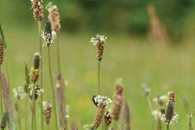 Ribwort Plantain 