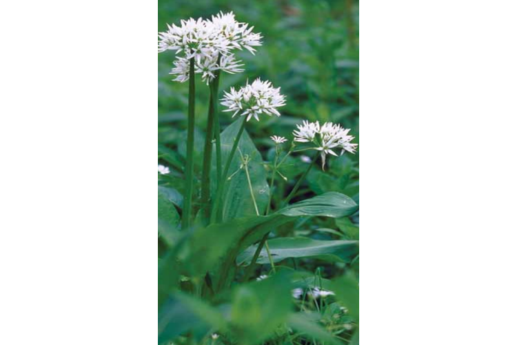 wild garlic