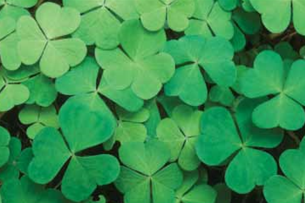 Wood Sorrel