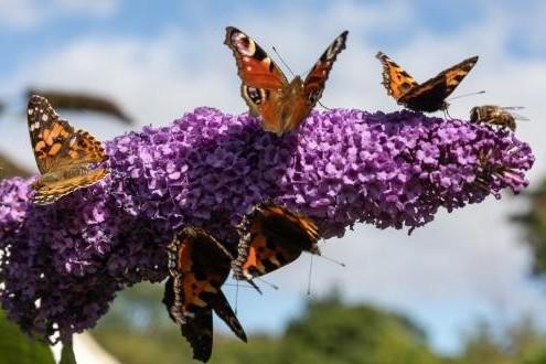 Buddleia with butterflies on it