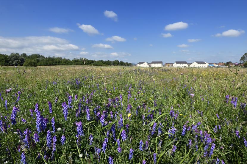 Wildflower meadow growing near a housing estate.