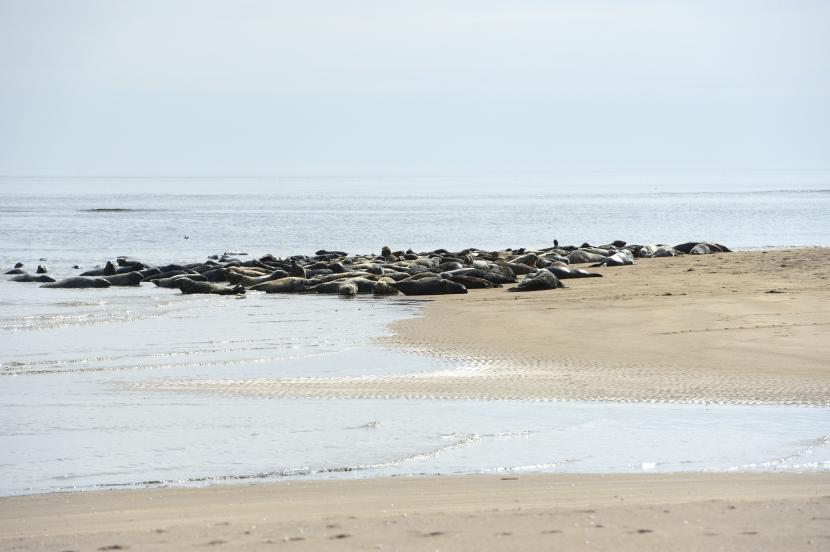 A large group of seals resting on a beach. 