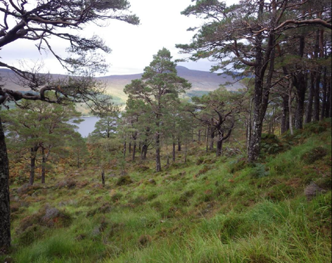 woodland in the foreground with a loch behind in the distance