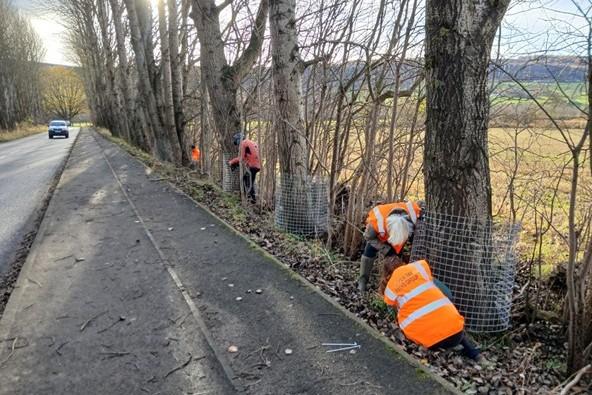 People in high visibility vests wrapping wire mesh around trees on the side of the road.