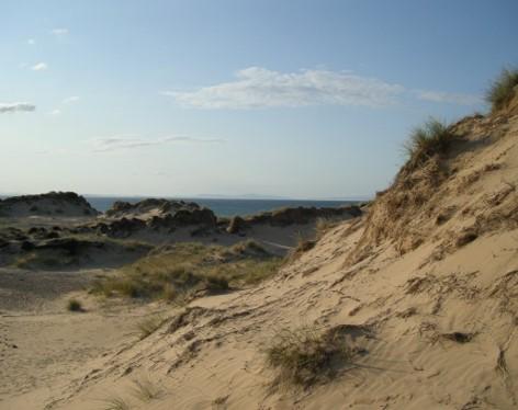 sandy dune bank with grass tuffs and the sea in the background