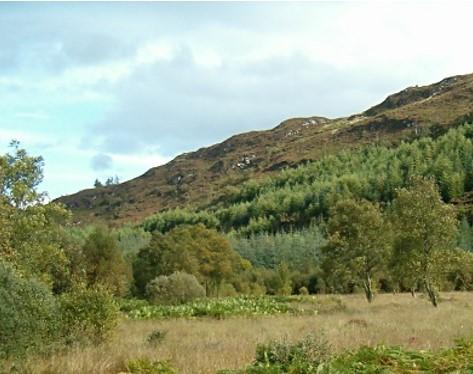 Grassland in foreground with a smattering of trees. In the background there is a rise up a hill side with forestry on.