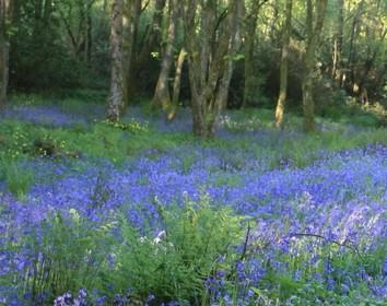 Bluebell woodland clearing with trees in the background