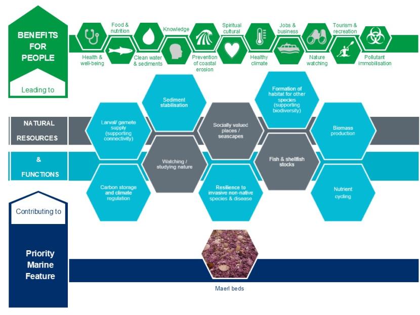 Illustration showing how maerl beds contribute to natural resources and functions and the multiple benefits for people that these lead to.