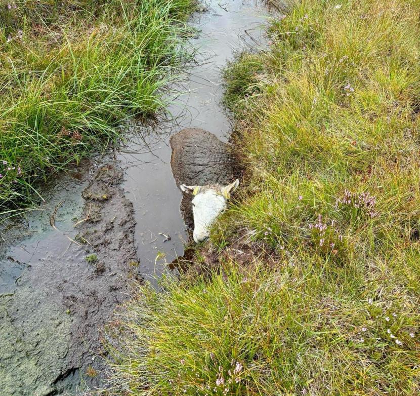 Luckily this trapped sheep was found before it drowned in the drain. ©Joyce Campbell