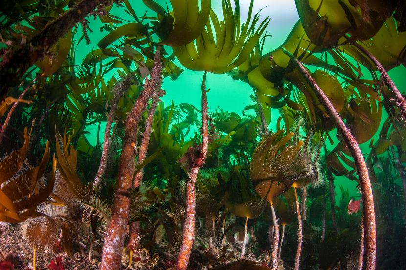A kelp forest in shallow water.