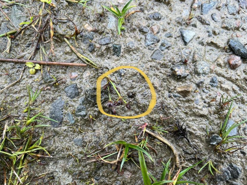 A tiny dark brown/black mud snail is difficult to spot in the wet muddy ground. 