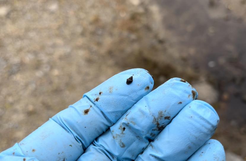 A researcher from the Moredun Institute holding a tiny mud snail – which is no bigger than the size of a matchstick head - on a blue rubber glove.
