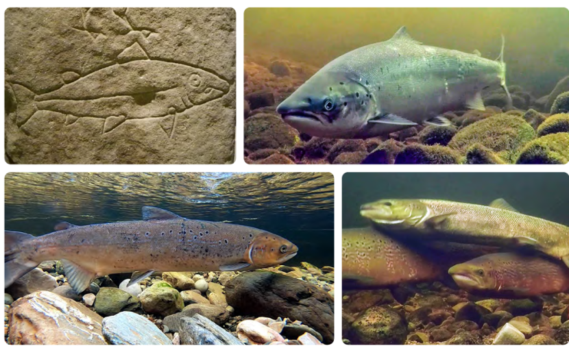Atlantic Salmon