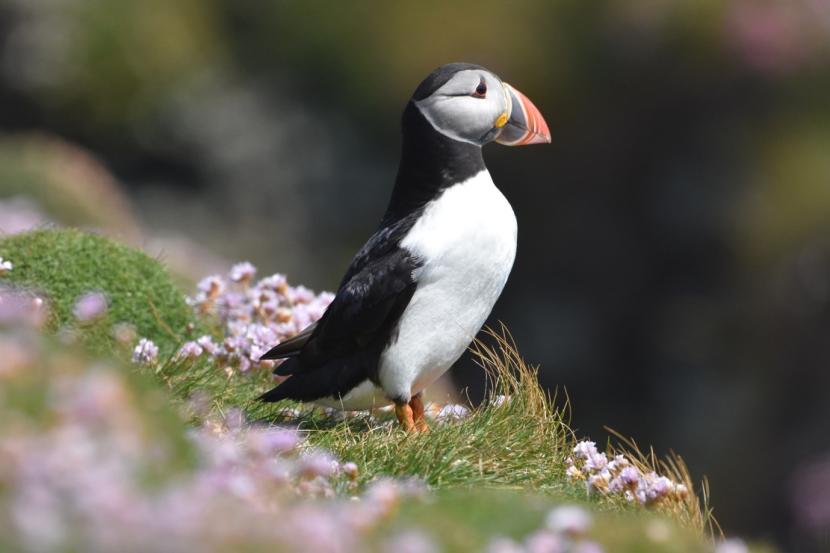 Noss NNR Annual Report 2025