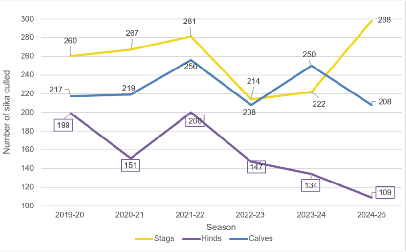 Figure 6 is a line graph which shows Forestry and Land Scotland’s annual sika cull returns for their wildlife management unit on South Loch Ness between 2019 and April 2025. Stags, hinds and calves are each represented by a line spanning the years: 2019-2020; 2020-2021; 2021-2022; 2022-2023; 2023-2024 and 2024-2025.