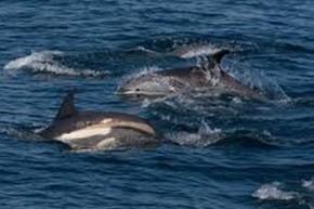 white-sided dolphins breaching